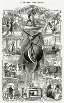 Strait Gallery: Nutmeg plantation 1868