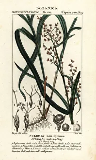 Nutrush, Scleria mitis