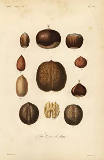 Prunus Gallery: Nuts with shells, Fruits en chaton