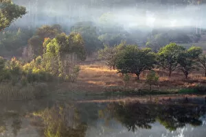Forest Collection: Nyanga Forest and pool - Zimbabwe