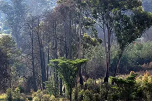 Forests Prints: Nyanga Forest - Zimbabwe