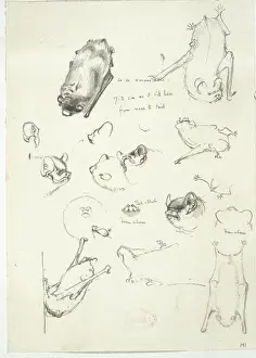 Nyctalus leisleri, lesser noctule