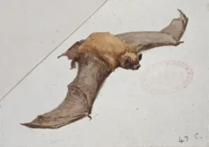 Nyctalus noctula, common noctule