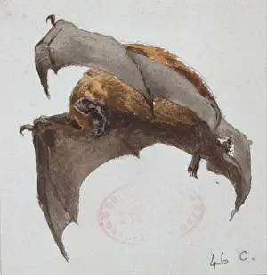 Common Bat Prints: Nyctalus noctula, common noctule