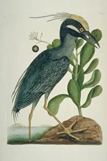 Mark Collection: Nyctanassa violacea, yellow-crowned night heron