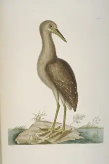 Nyctanassa violacea, yellow-crowned night heron