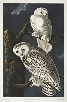 Nyctea scandiaca, snowy owl