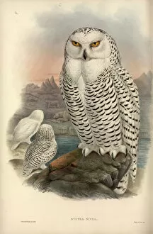 Gould Collection: Nyctea scandiaca, snowy owl