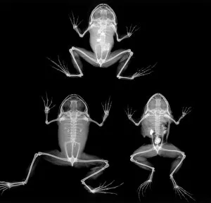 Lissamphibia Gallery: Nyctibatrachus major, frogs