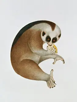 John Reeves Prints: Nycticebus coucang, slow loris