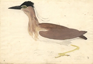Ardeidae Gallery: Nycticorax caledonicus, rufous night heron