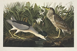 Anura Gallery: Nycticorax nycticorax, black-crowned night heron