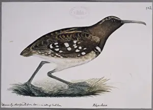 Elizabeth Gould Prints: Nycticryphes semicollaris, South American painted snipe