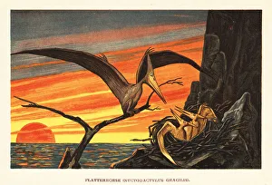 United States Prints: Nyctosaurus gracilis, extinct pterosaur