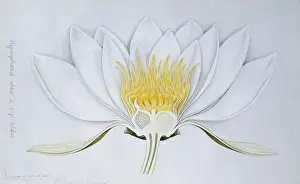 Nymphaea alba, white water lily