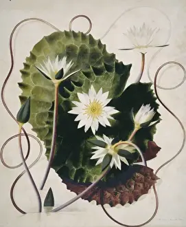 Potted Histories Prints: Nymphaea ampla, water lily