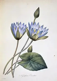 Redoute Prints: Nymphaea caerula, water lily