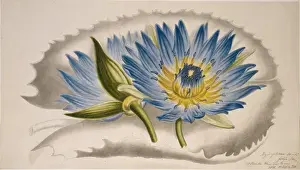 Nymphaea capensis, cape blue water lily