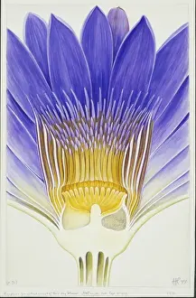 Monocotyledon Prints: Nymphaea capensis var. zanzibariensis, cape blue waterlily