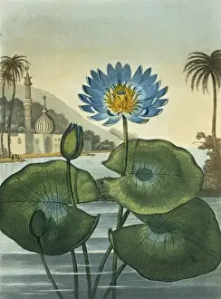 1768 1837 Prints: Nymphaea coerulea, blue Egyptian water lily