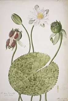 Malabar Collection: Nymphaea lotus, water lily of Malabar