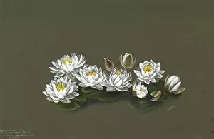 Lily Gallery: Nymphaea odorata var. minor