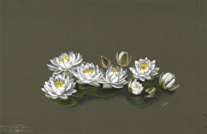 Women Artists Collection: Nymphaea odorata var. minor