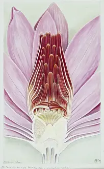 Arthur Harry Church Prints: Nymphaea rubra, Indian red water lily