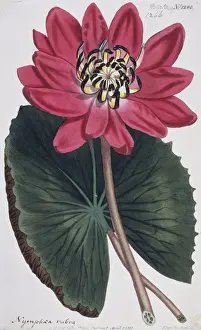 Sansom Prints: Nymphaea rubra, Indian red water lily