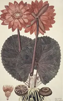 Potted Histories Prints: Nymphaea rubra, red indian water lily see 40246