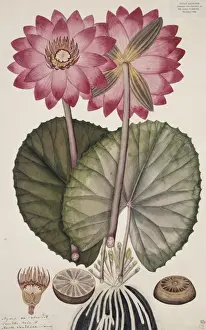 Fleming Prints: Nymphaea rubra Roxb. red Indian water lily