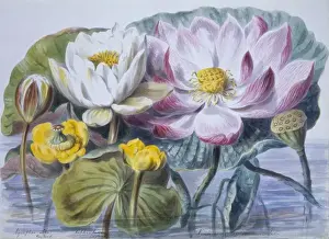 Twining Prints: Nymphaea sp. water lilies
