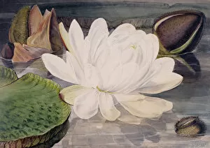 Watercolour Gallery: Nymphaea sp. water lily