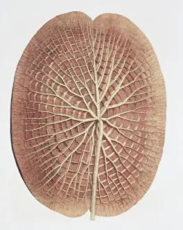 Nymphaea Prints: Nymphaea sp. water lily: underside of leaf