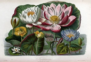 Ponds Collection: Nymphaeaceae - Water Lily