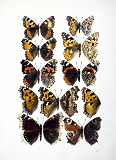 Nymphalidae sp., butterflies Nymphalidae sp., butterflies