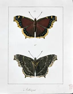 Mourning Prints: Nymphalis antiopa, Camberwell beauty