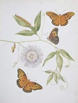 Fritillary Prints: Nymphalis phalerati, silver spotted fritillary
