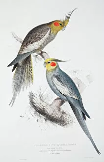 Pair Collection: Nymphicus hollandicus, cockatiel