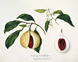 Margaret Bushby Lascelles Collection: Nyrustuca moschata, nutmeg