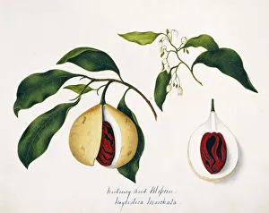 Natural History Museum Gallery: Nyrustuca moschata, nutmeg