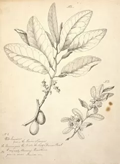Alecto Gallery: Nyssa ogeche, ogeechee lime & Crataegus sp. hawthorn