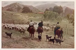 Nz - Driving Sheep