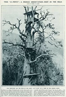 Images Dated 10th February 2016: O- Pip A French observation post in a tree