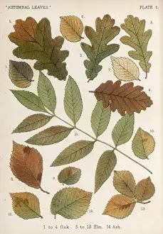 Oak, Ash, Elm Leaves