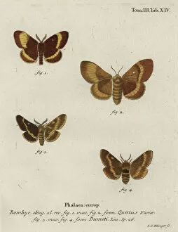 Klinger Collection: Oak eggar and grass eggar moths