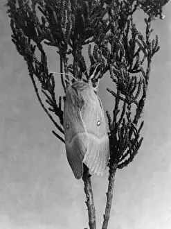 Heather Prints: Oak Eggar Moth