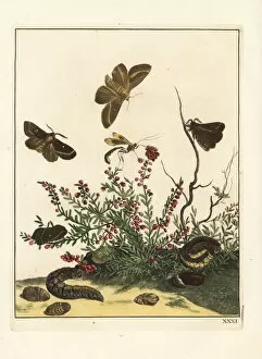 Eggar Collection: Oak eggar moth on heather