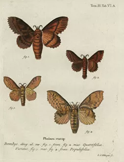 Klinger Collection: Oak eggar and poplar lappet moths