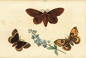 Bombyx Collection: Oak eggar, poplar lappet and Tau emperor